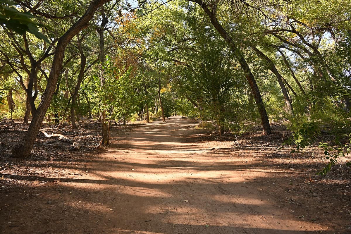 A dirt trail through the cottonwoods of the Rio Grande bosque