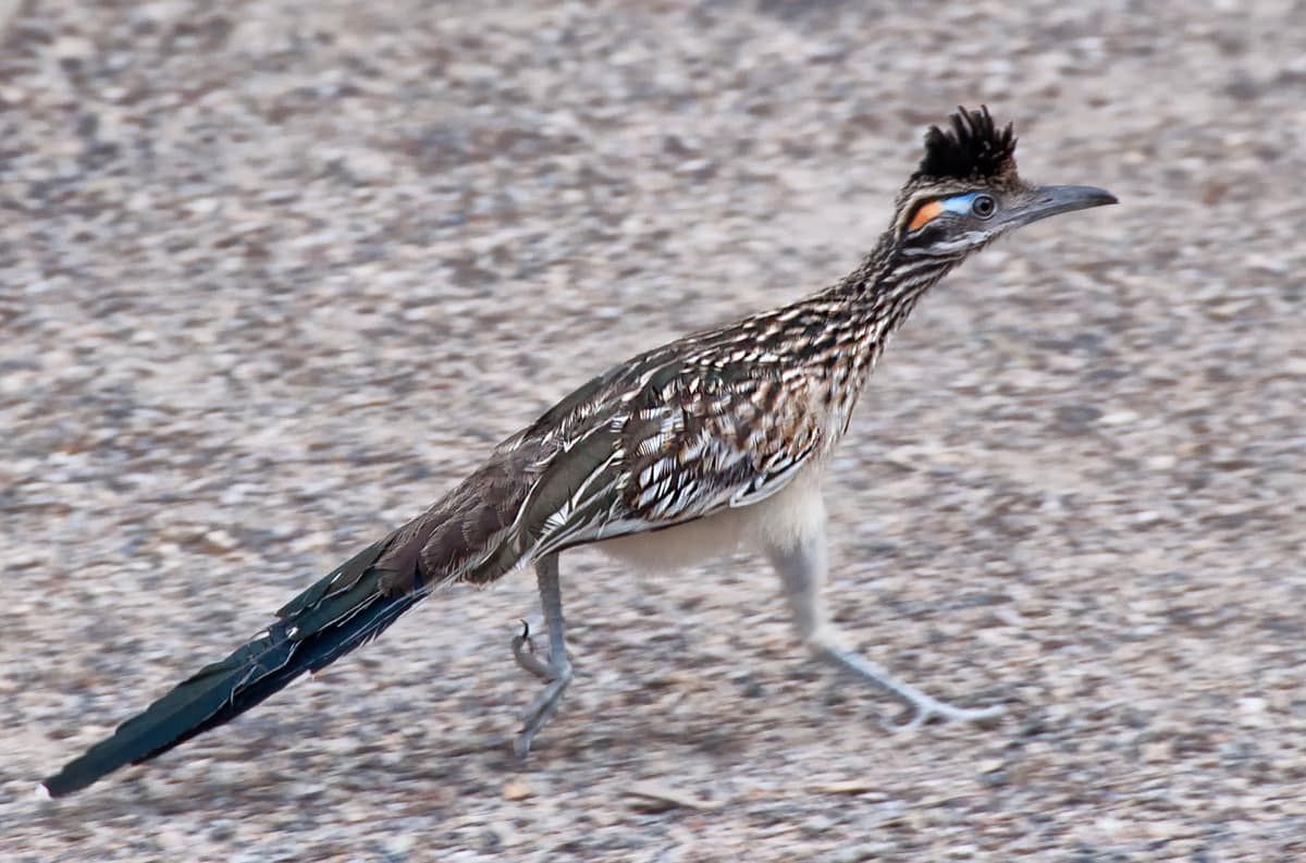 A greater roadrunner at the Rio Grande Nature Center